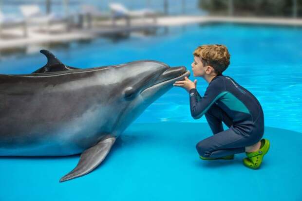 Интересные факты о дельфине, дельфинотерапия
