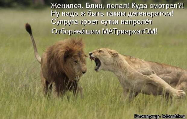 Лучшие котоматрицы недели (50 фото)