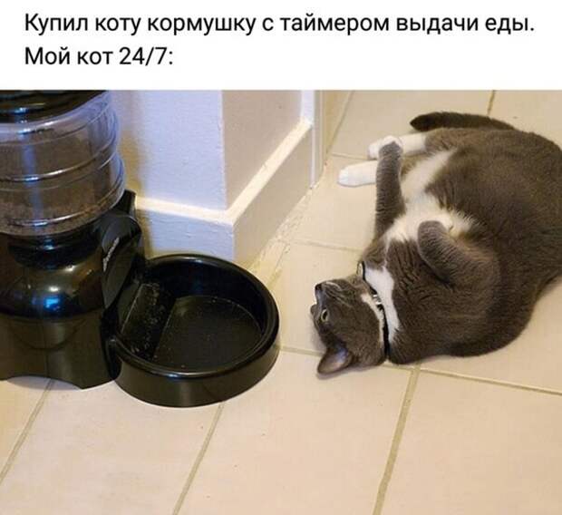 Кот и кормушка ) Кот и кормушка )