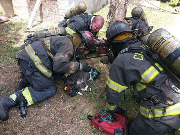 Пожарные привели в сознание кота с помощью особой кислородной маски  (7 фото)