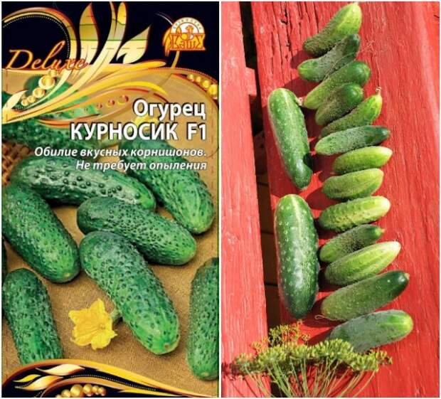 огурец курносик