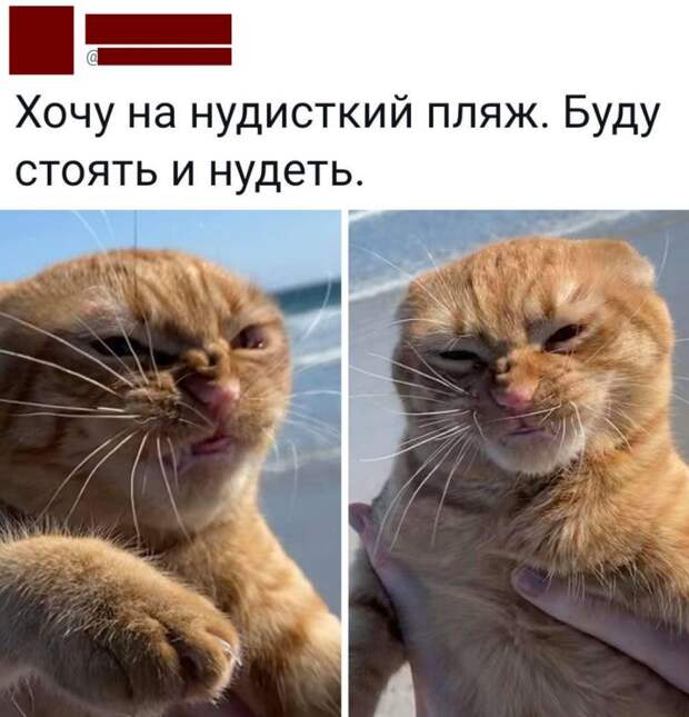 Юмор дня — смешные картинки с надписями