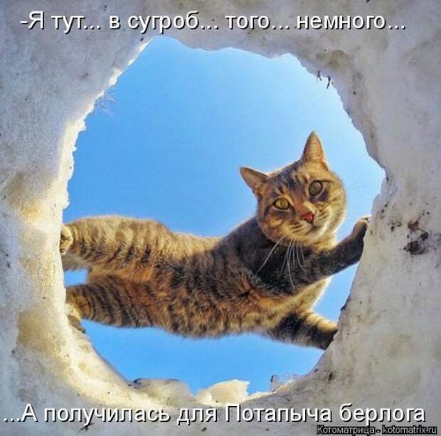 Свежая котоматрица на Бугаге (33 фото)