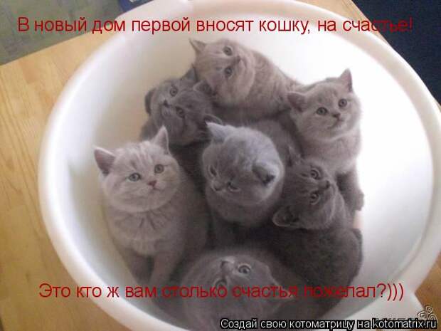 Котоматрица - В новый дом первой вносят кошку, на счастье! Это кто ж вам столько сча