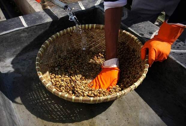 Как делают Kopi Luwak