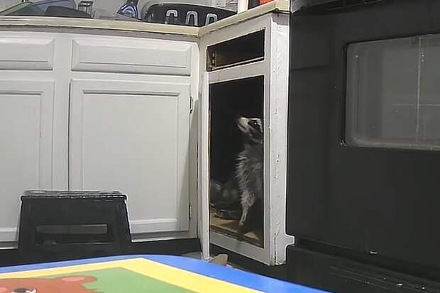 UPI: В США женщина пожаловалась на енота, грабящего ее дом