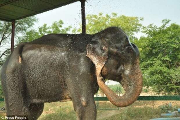 Спасение слона Раджи, слон Раджа 50 лет в неволе, слон плакал освободили, слон Раджа