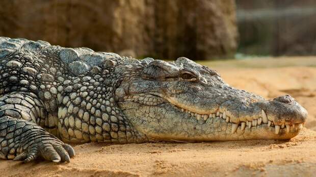 Крокодилы. Интересные факты животные, крокодил, крокодилы, факты