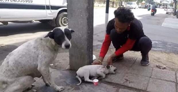 Бездомная четвероногая мама громко лаяла, отчаянно призывая людей на помощь к своему щенку