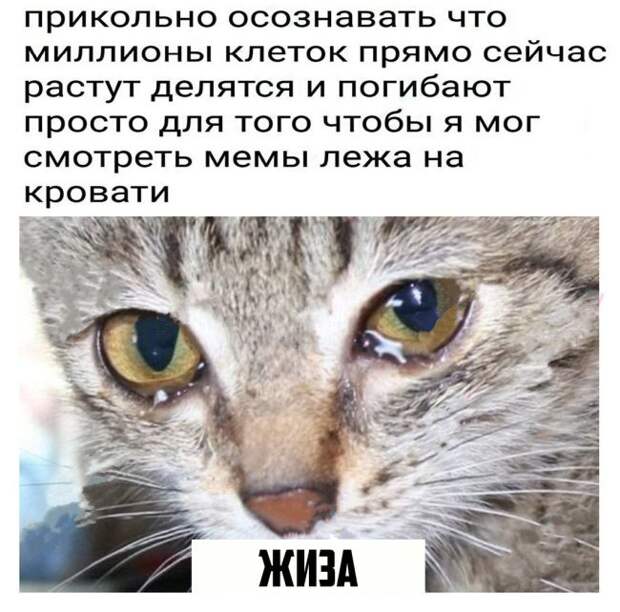 Подборка картинок. Вечерний выпуск (50 фото)