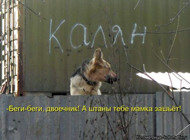 Лучшие котоматрицы недели Лучшие котоматрицы недели