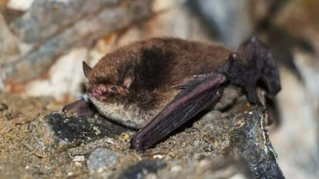 Редкую летучую мышь нашли на зимовке в Алтайском крае впервые за 20 лет