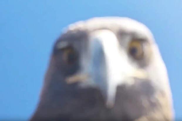 В Турции орел поймал дрон и заглянул в камеру, став звездой интернета