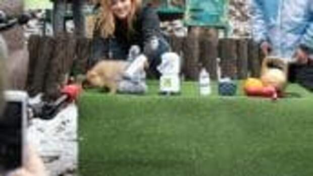 Сурок Тимка предсказал раннюю весну