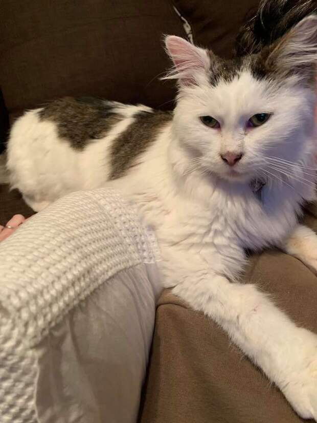 кошка заболела кошка отдыхает