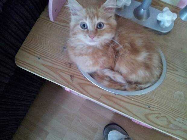 Где еще кот не валялся