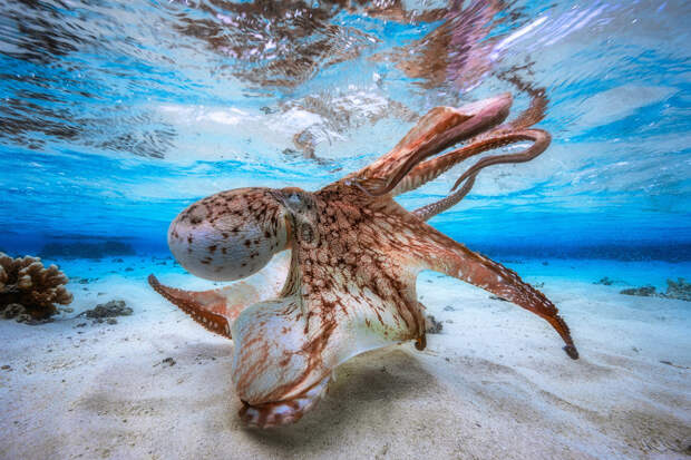 Лучший подводный фотограф года и осьминог
