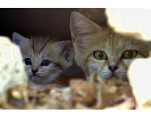 Песчаный кот (13 фото)
