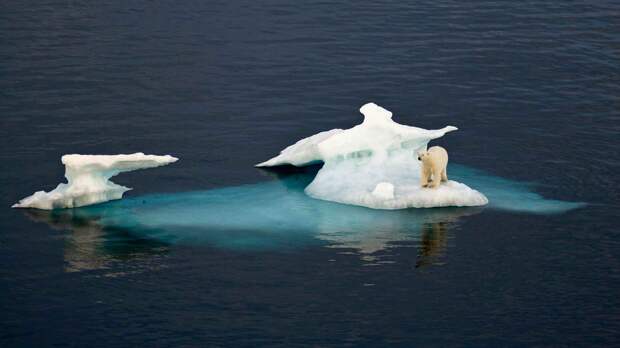 Белый медведь обитает на дрейфующих льдах, чтобы охотиться на добычу