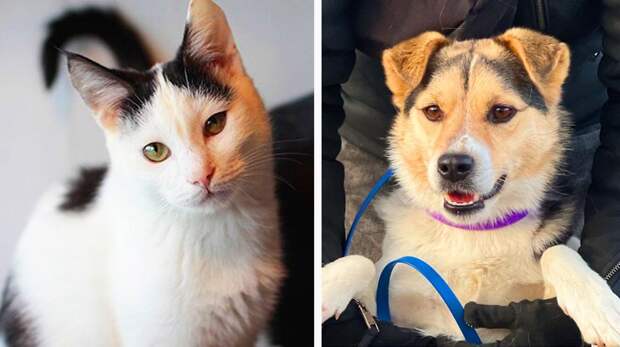 Котопёс недели: возьмите из приюта пса-тусовщика Арсения или кота-детектива Эркюля