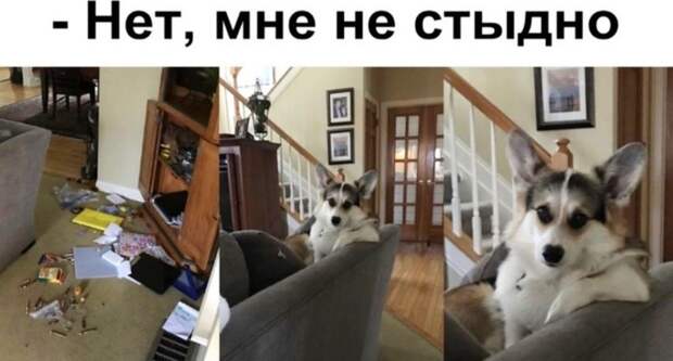 Нет, мне не стыдно!)