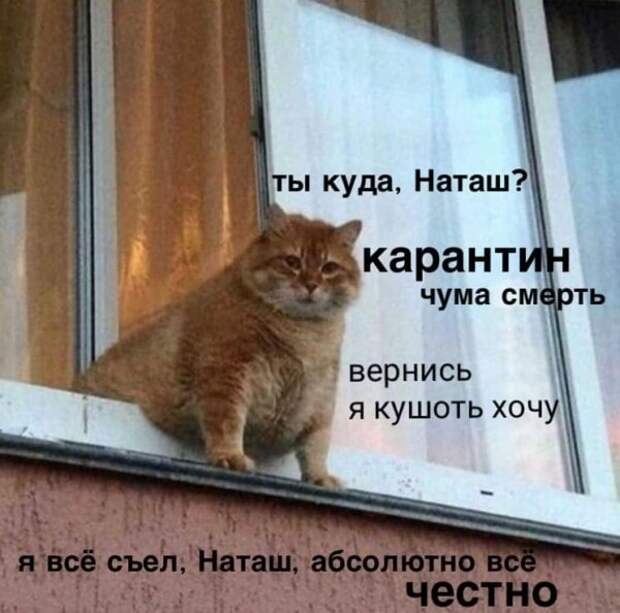 «Наташ, вставай, мы всё уронили»: откуда взялись мемы про Наташу и котов, которые теперь буквально везде