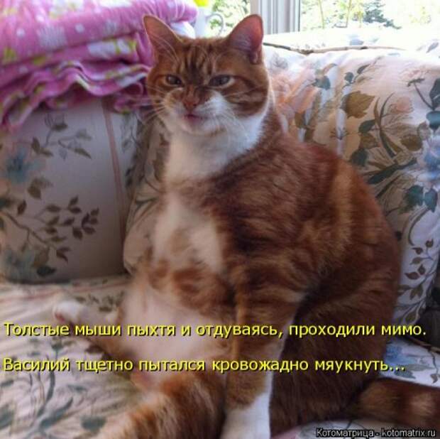 Свежая котоматрица на Бугаге (33 фото)