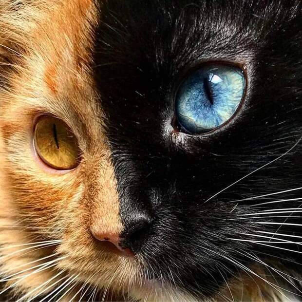 А левая — чёрная с синим глазом домашний питомец, животные, кошка, красота, окрас, смесь, химера