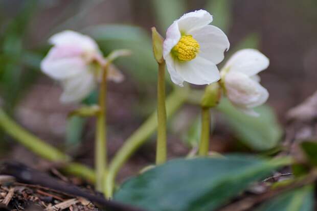 Эколог Рыбальченко: за сбор подснежников грозит штраф до 5 тыс. рублей