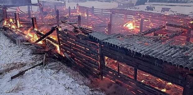 46 коров и телят погибли во время большого пожара на Алтае