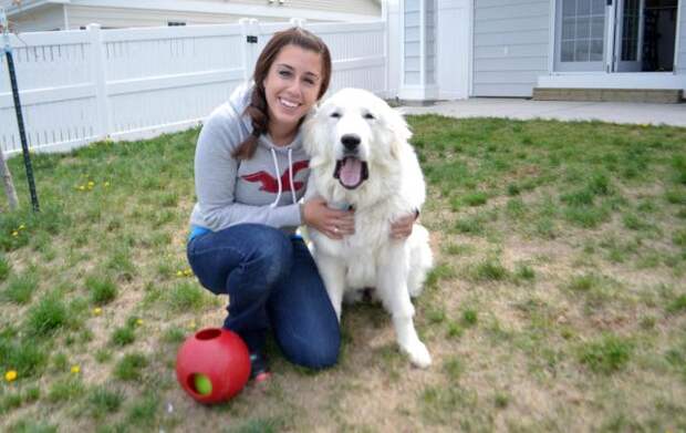 Great Pyrenees | It's Dog or Nothing