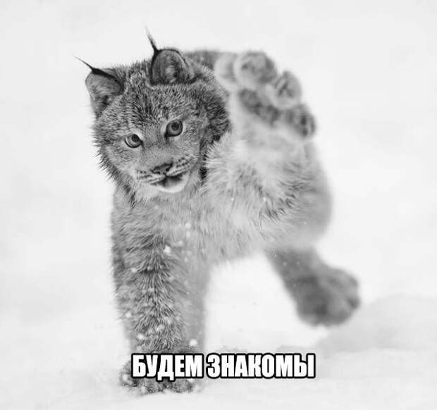 Смешные картинки с надписями прикол, юмор