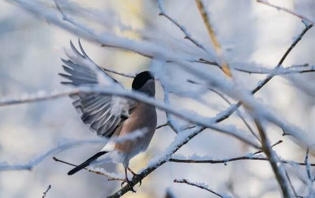 "Скандинав" принес в Петербург морозы