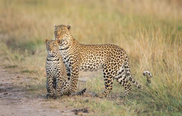 Леопард или Ягуар - кто отличит? jaguar, животные, леопард, отличия