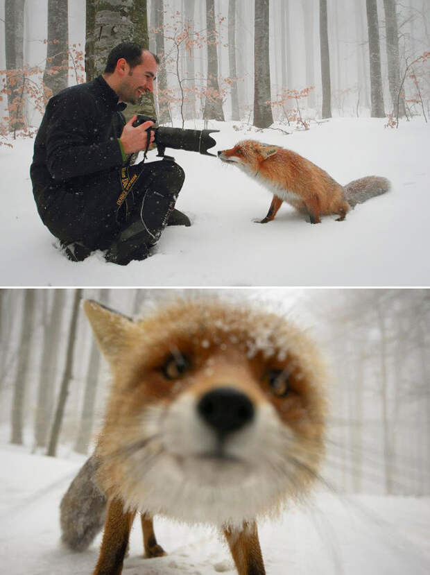 Животные, которые неравнодушны к фотосъёмке