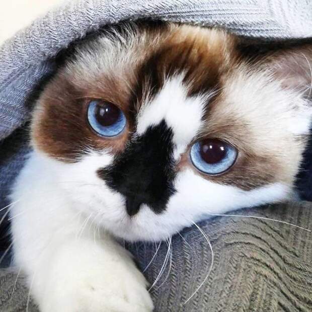 Кот по кличке Альберт - еще одна звезда соцсетей (10 фото) Кот по кличке Альберт - еще одна звезда соцсетей (10 фото)