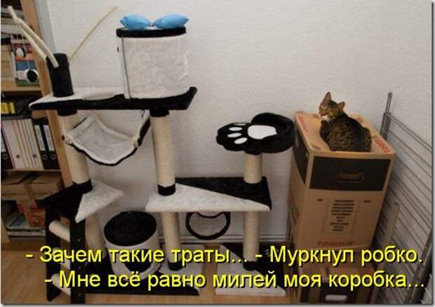kotomatritsa_a8