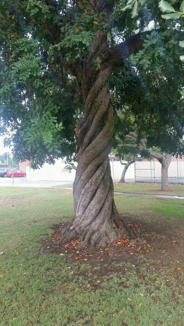 Головокруительно закрученное дерево