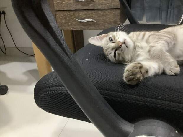 Bigpicture.ru забавных фото с животными, которые гарантированно поднимут вам настроение