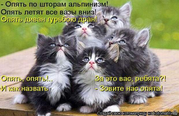 Приколы в котоматрице 24