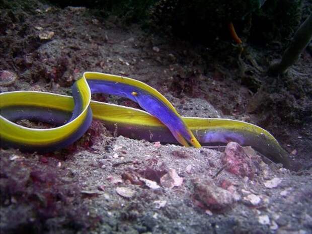 Голубой ленточный угорь или ленточная мурена (лат. Rhinomuraena guaesita) (англ. Ribbon eel)