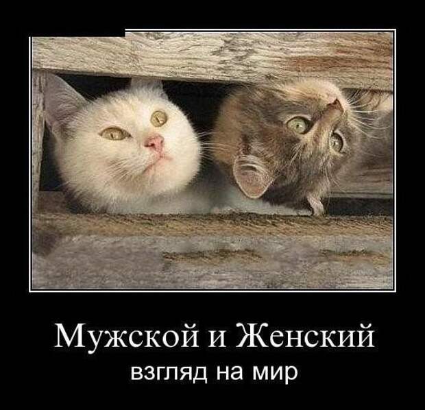 Картинки по запросу женский и мужской взгляд