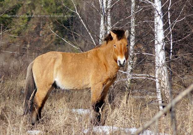 Появились весенние фото лошадей Пржевальского в Чернобыльском заповеднике