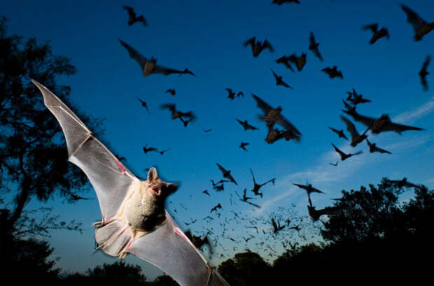 стати, рукокрылые — чрезвычайно полезные животные: одна насекомоядная летучая мышь за час охоты может съесть до 200 комаров в мире, животные, животный мир, жизнь, интересное, мигрант, мигранты, подборка