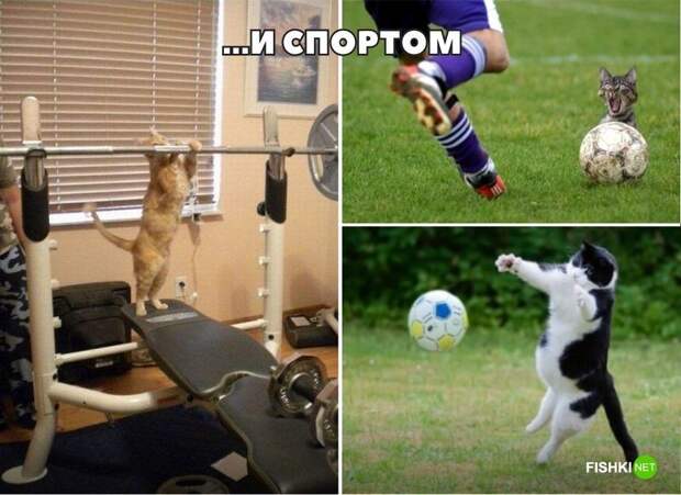 20 фотографий, доказывающих, что кошки медленно превращаются в людей кот, юмор