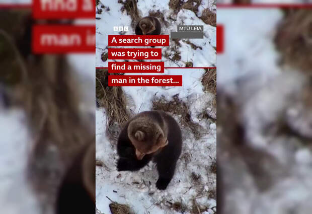 В Эстонии сняли на видео медведя, только что проснувшегося после зимней спячки