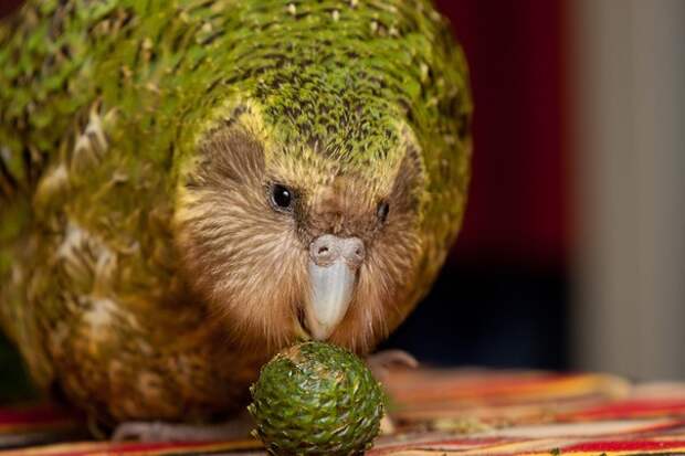 kakapo-kartinki-koshki-sobaki-smeshnye-zhivotnye-kote