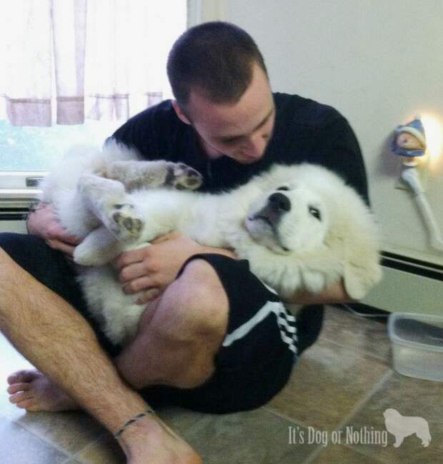 Great Pyrenees | It's Dog or Nothing