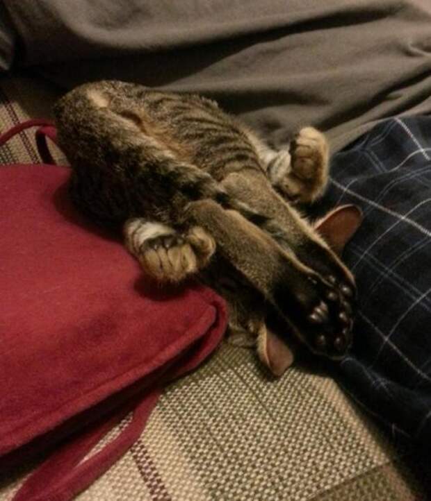 Смешные коты и кошки (21 фото)