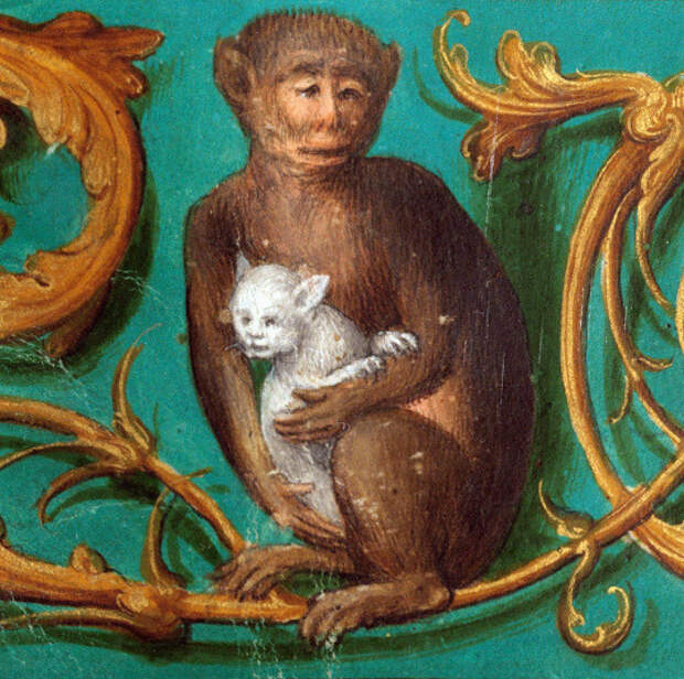 21. Котенок-сиротка усыновлен обезьяной коты, средние века, страдающее средневековье, ужас